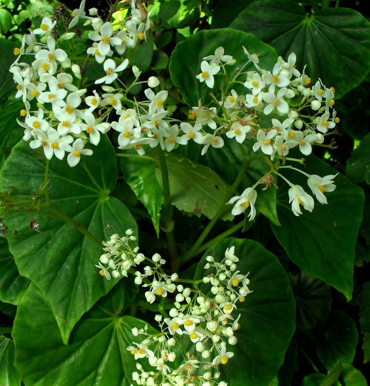 B. capensis